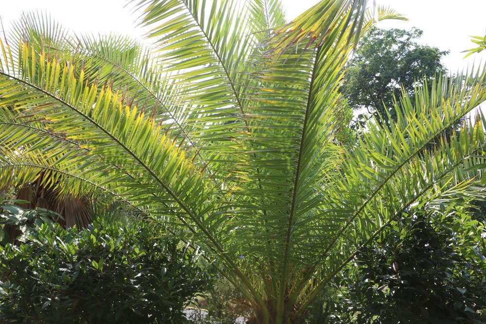 Phoenix canariensis