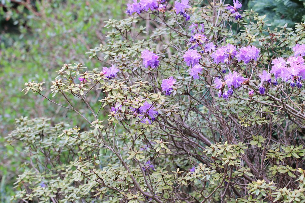 Rhododendron russatum ist für Mensch und Tier giftig