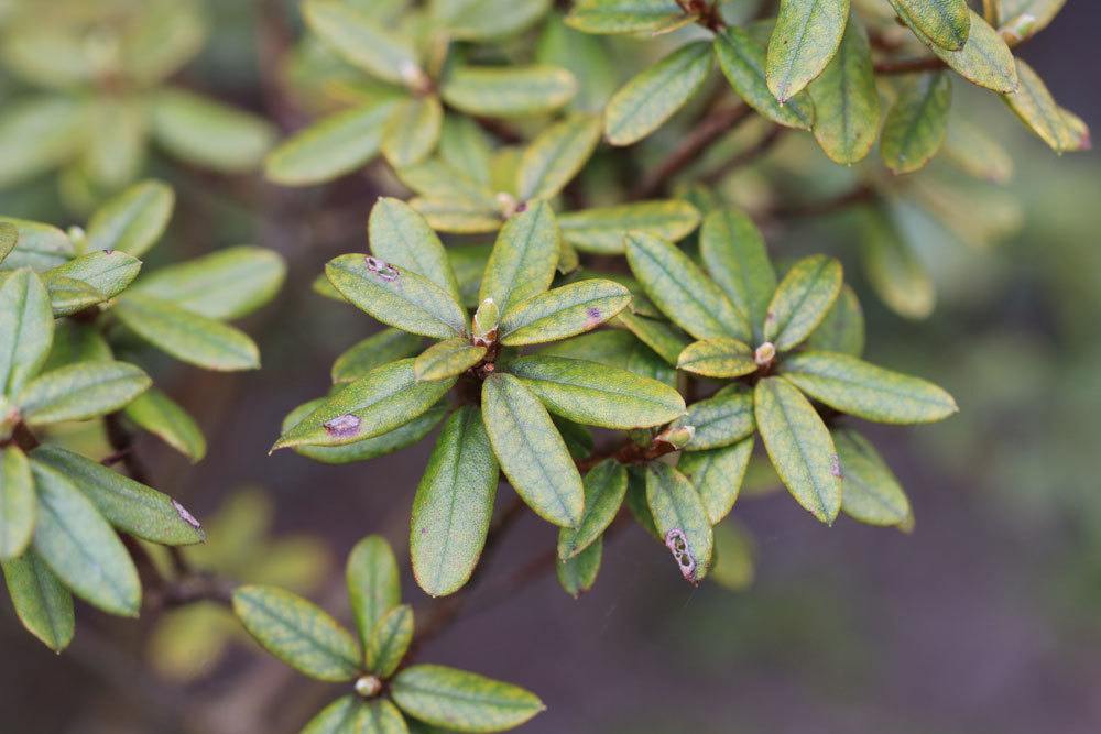 Rhododendron russatum mit länglichen, grün glänzenden Blättern