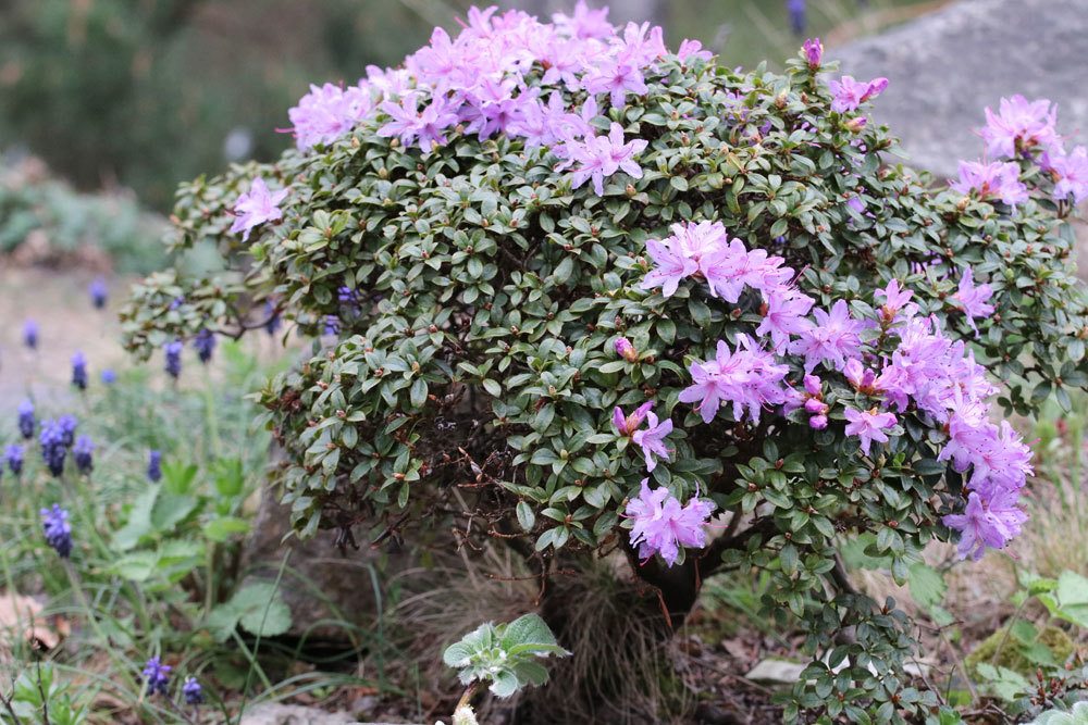 Rhododendron russatum ‚Gletschernacht‘ ist immergrün