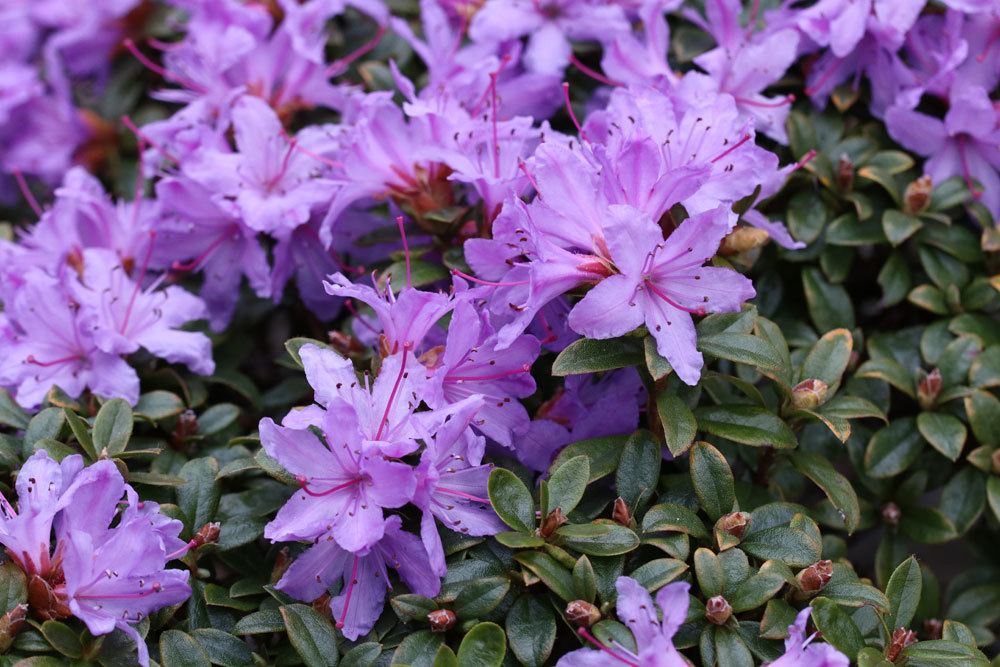 Rhododendron russatum mit blauvioletten bis dunkelblauen Blüten