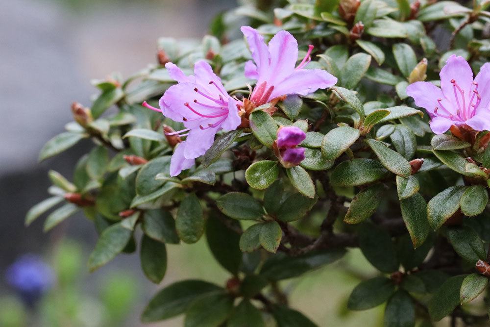 Rhododendron russatum wächst bis 110 Zentimeter hoch