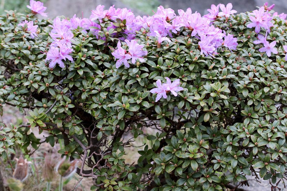 Rhododendron russatum braucht einen sonnigen bis halbschattigen Standort