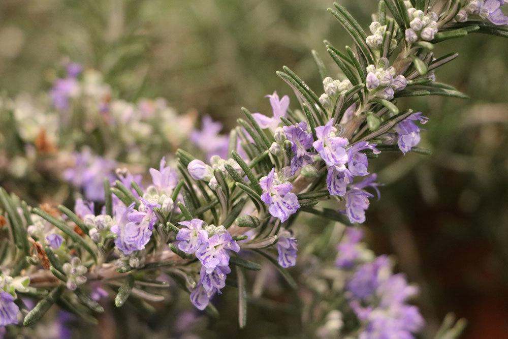 Rosmarin ist ein mediterranes Gewächs