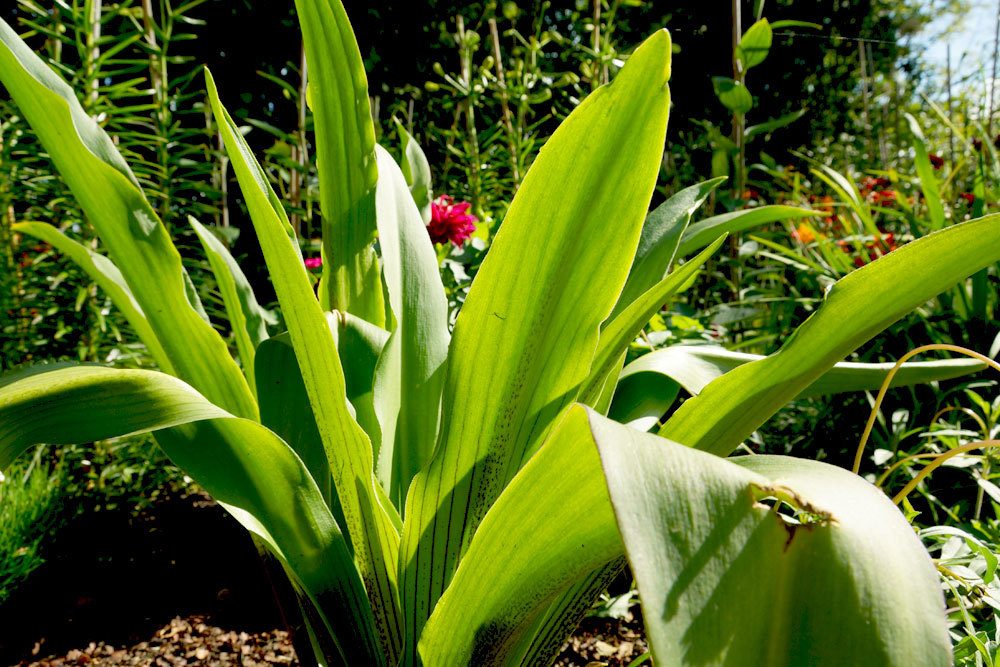 Eucomis wächst bis zu einem Meter hoch