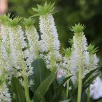 Schopflilie, Ananasblume, Eucomis