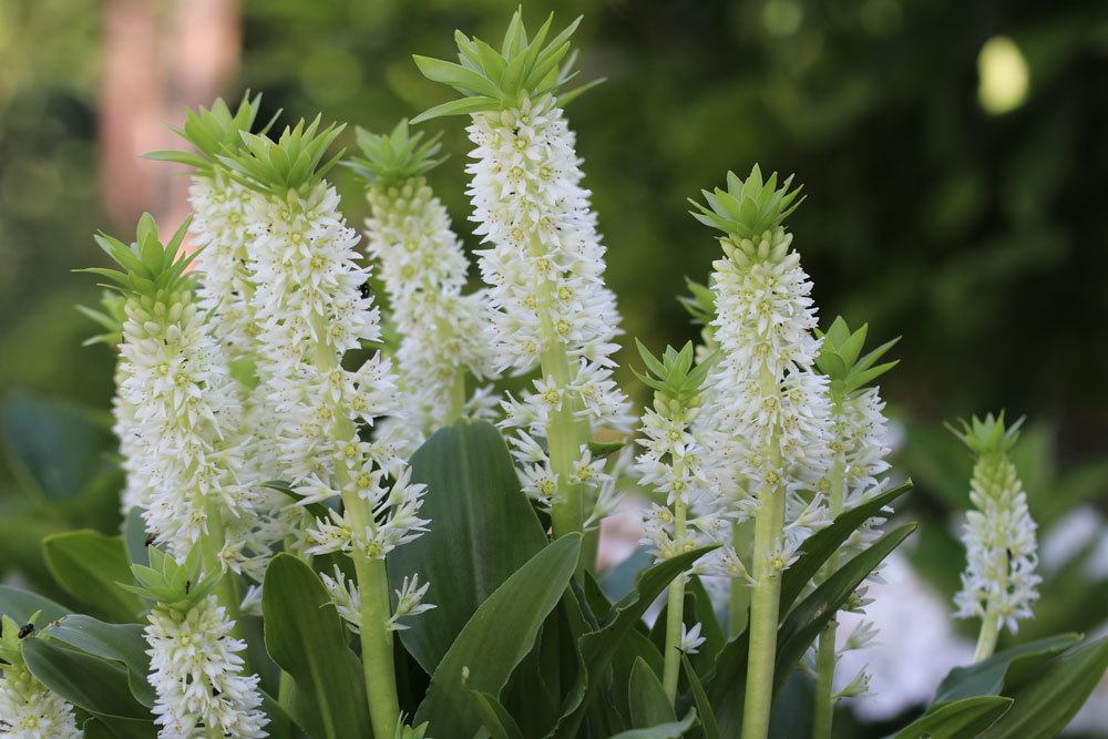 Schopflilie, Ananasblume, Eucomis