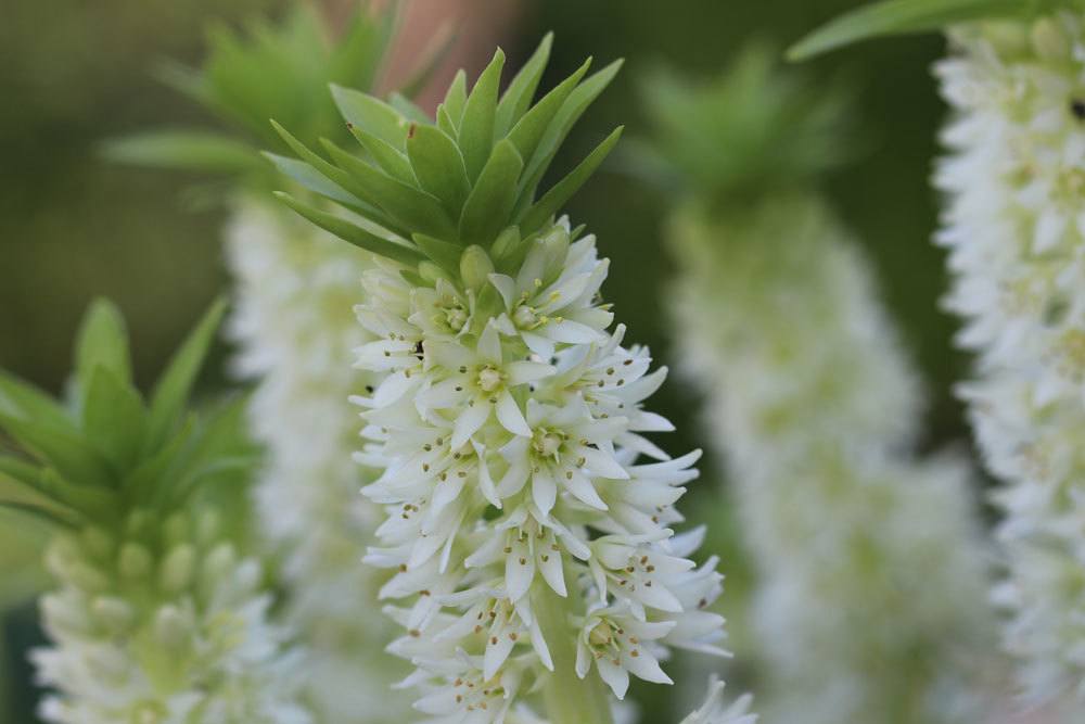 Eucomis wird auch Ananasblume oder Ananaslilie genannt