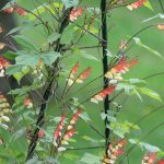 Sternwinde, Spanische Flagge, Ipomoea lobata