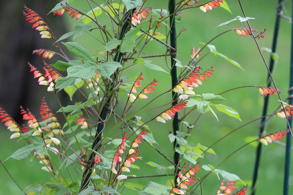 Sternwinde, Spanische Flagge, Ipomoea lobata