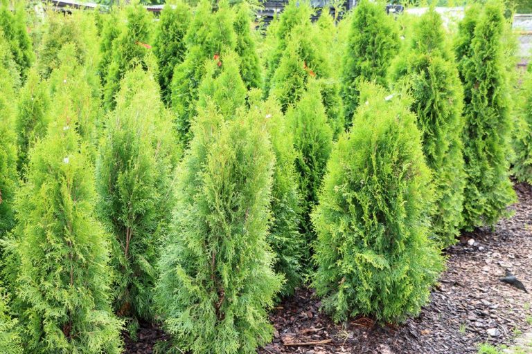 Thuja, Lebensbaum, kleinbleibend