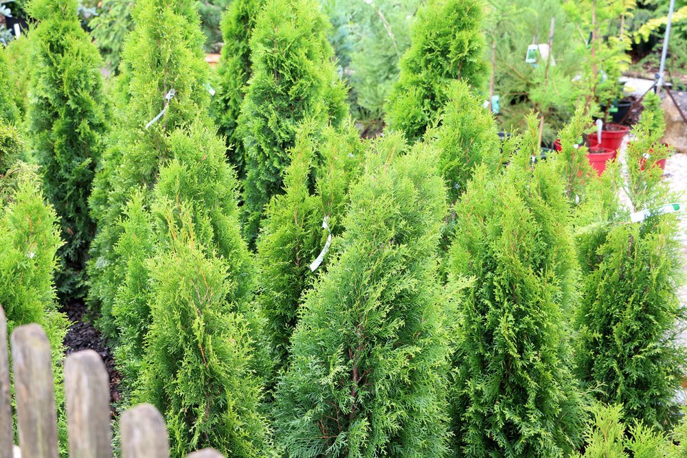 Thuja-Hecke im Gartenareal