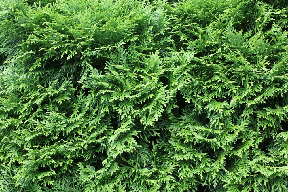 Thuja-Hecke ist blickdicht und immergrün