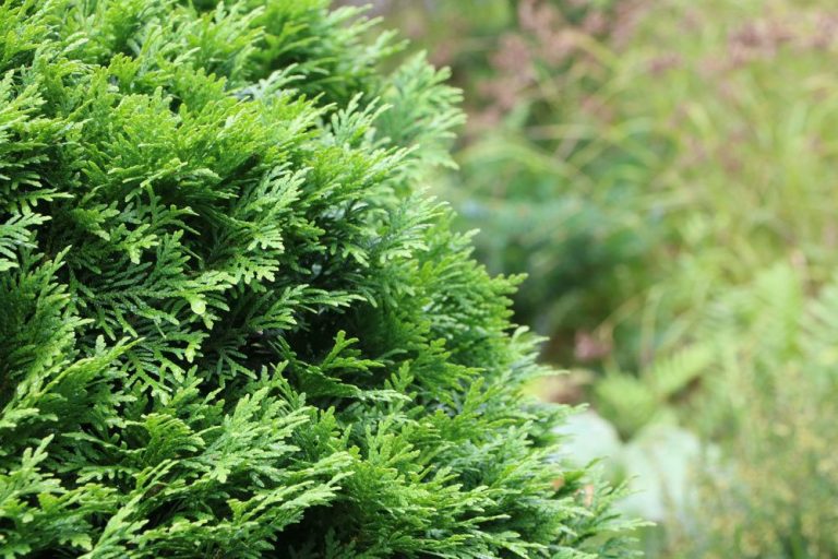 Thuja-Hecke richtig schneiden