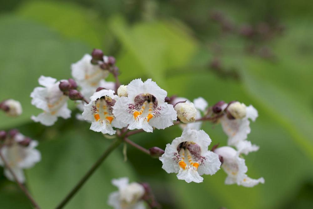 Trompetenbaum mit seinen weißen Glockenblüten