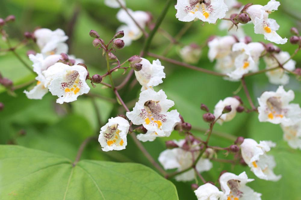 Catalpa ist gut schnittverträglich