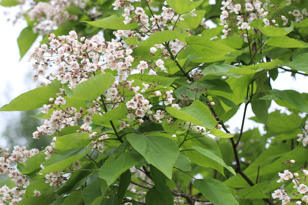 Trompetenbaum/Catalpa schneiden