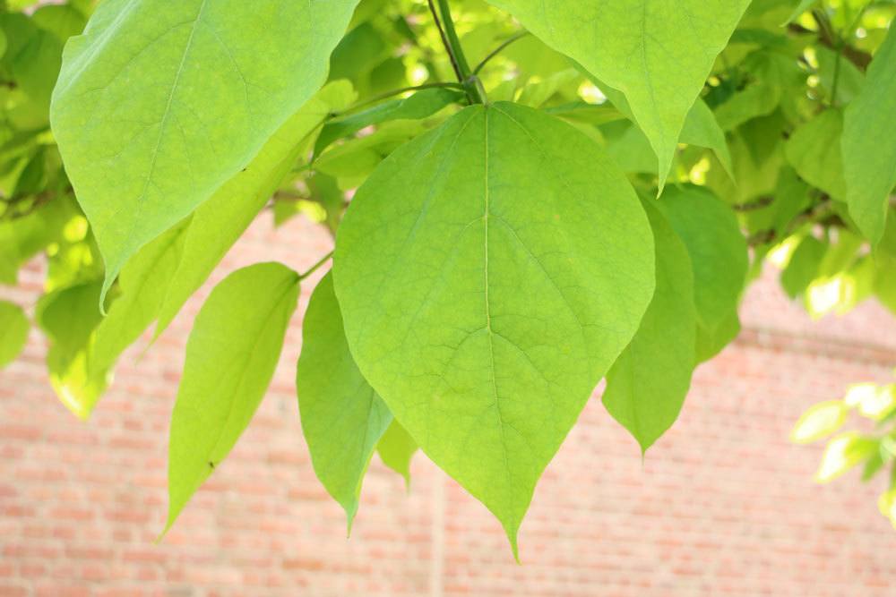 Catalpa wächst bis zu 15 Meter hoch