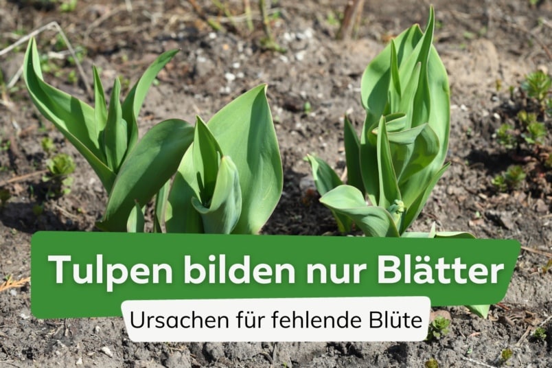 Tulpen bekommen Blätter, aber blühen nicht: häufige Ursachen