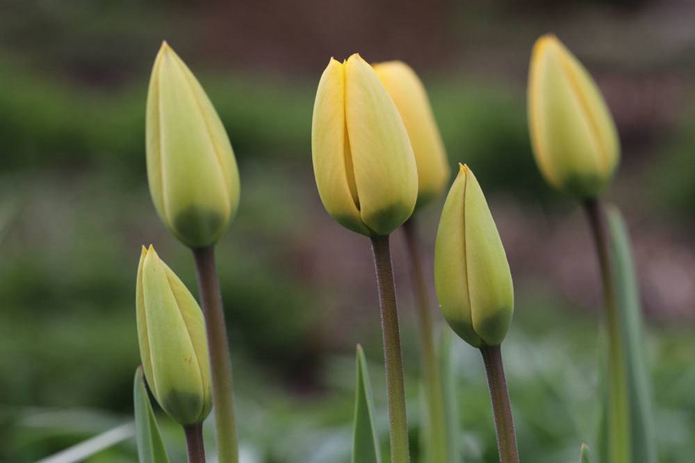 Tulpen mit gelben Blütenknospen