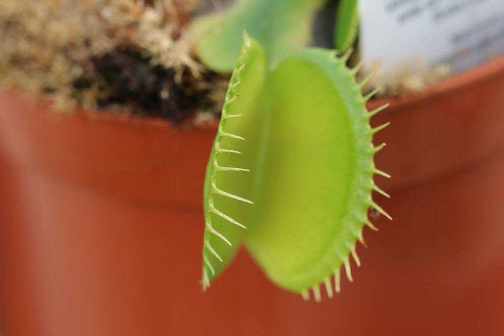 Dionaea muscipula ist ein Sonnentau-Gewächs