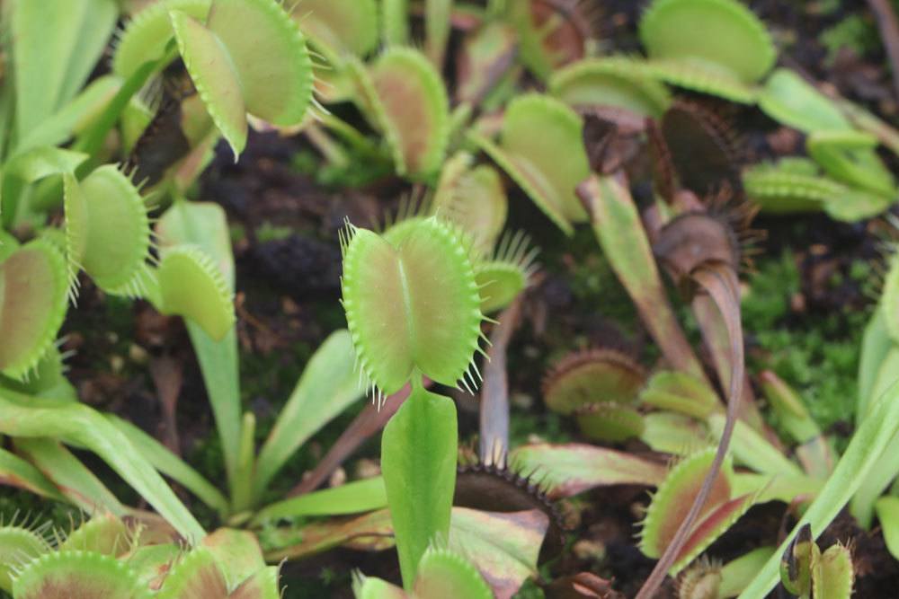 Dionaea muscipula bevorzugt kalkfreies Pflanzsubstrat