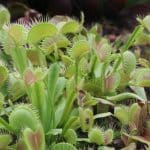 Venusfliegenfalle, Dionaea muscipula