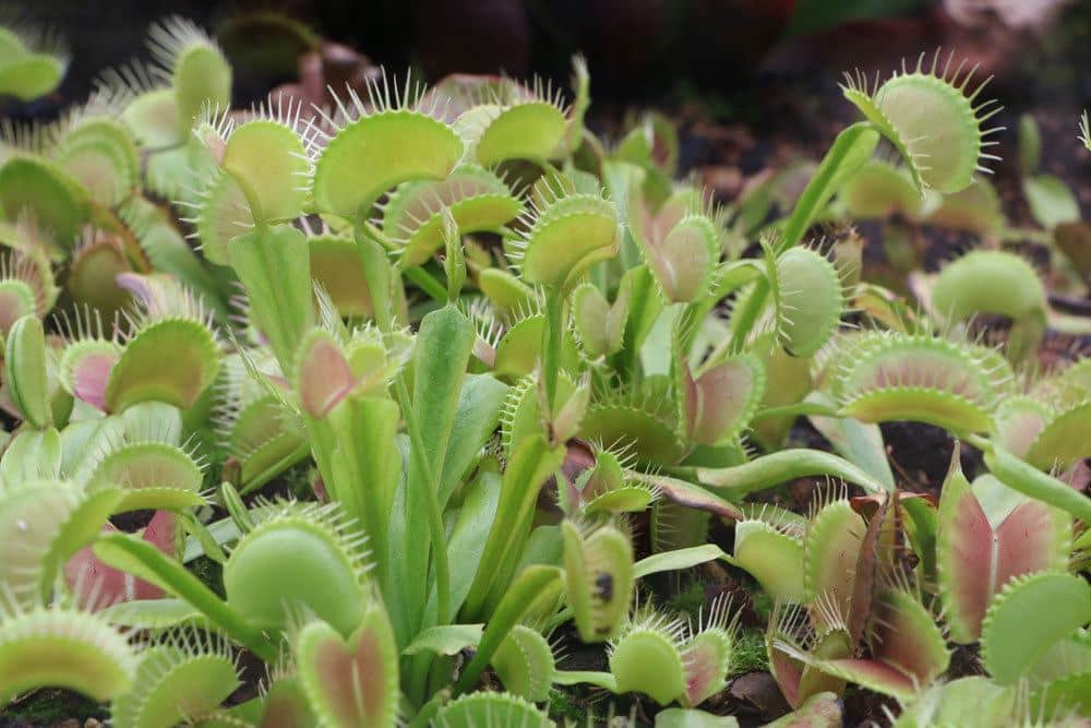 Venusfliegenfalle, Dionaea muscipula