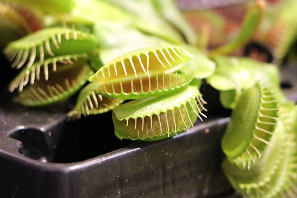 Dionaea muscipula mag einen vollsonnigen Standort