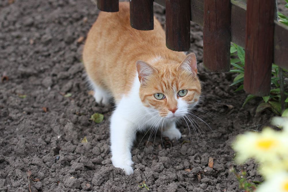 Katzen im Garten mit der Verpiss-Dich-Pflanze vertreiben