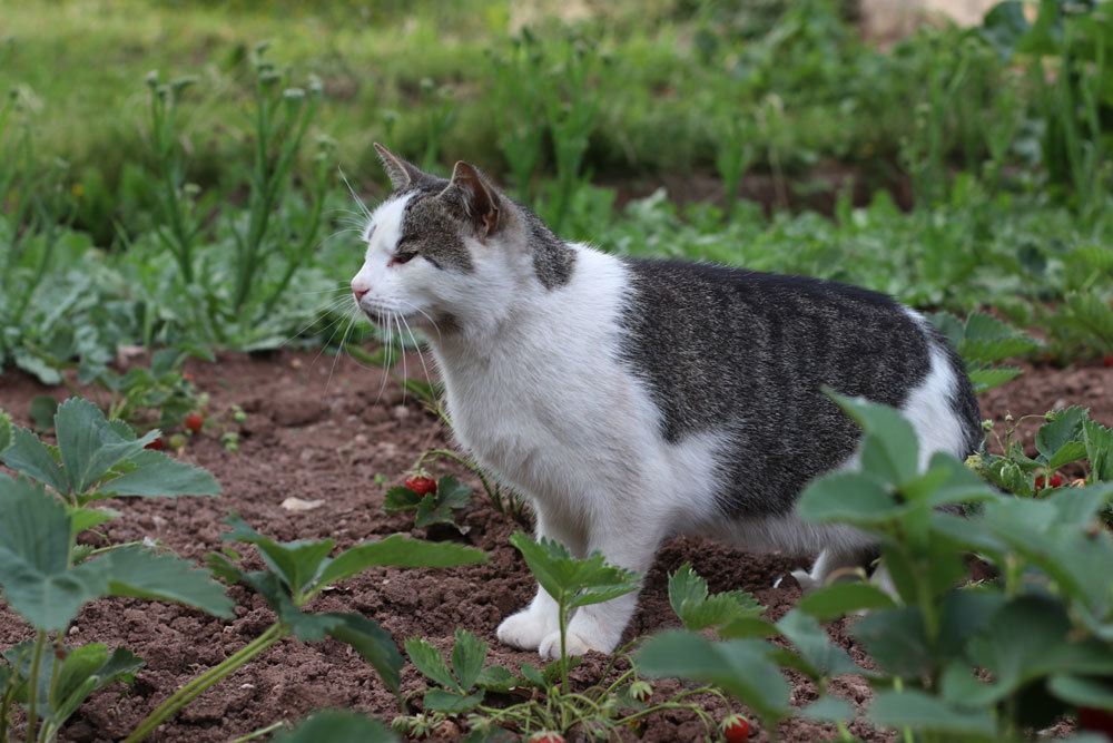 Katzen im Garten können mit der Verpiss-Dich-Pflanze vertrieben werden