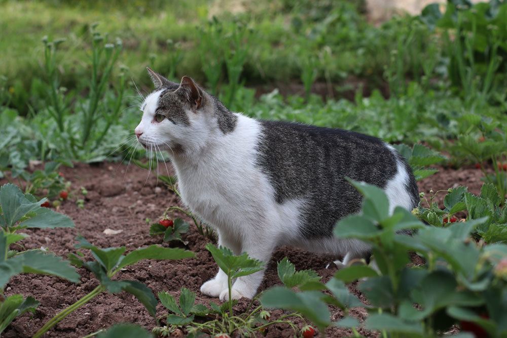 Katze im Gartenareal