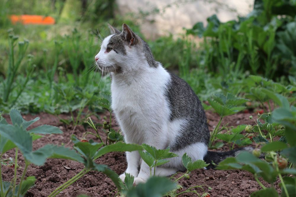 Katze im Blumenbeet