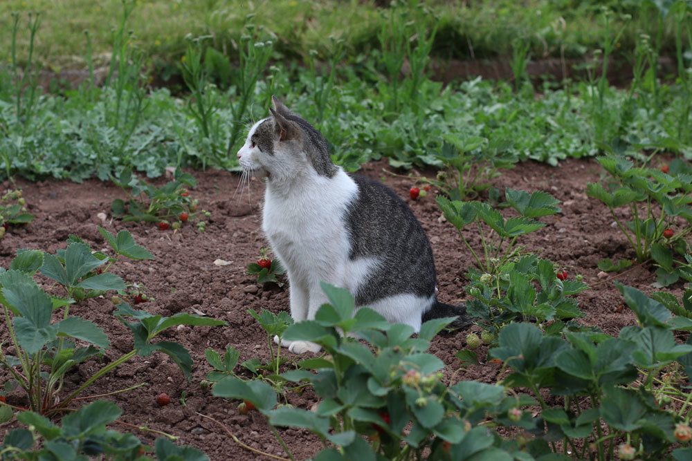 Katze im Gartenbeet, Plectranthus caninus