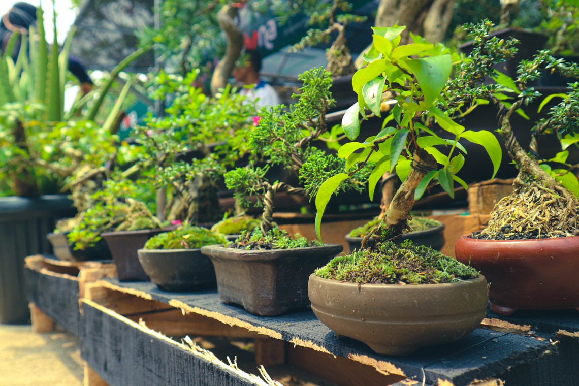 Verschiedene Bonsai-Arten