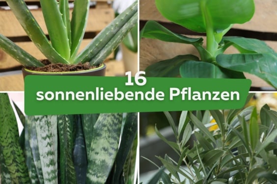 16 Sonne liebende Zimmerpflanzen - Pflanzen für die Südseite/Südfenster