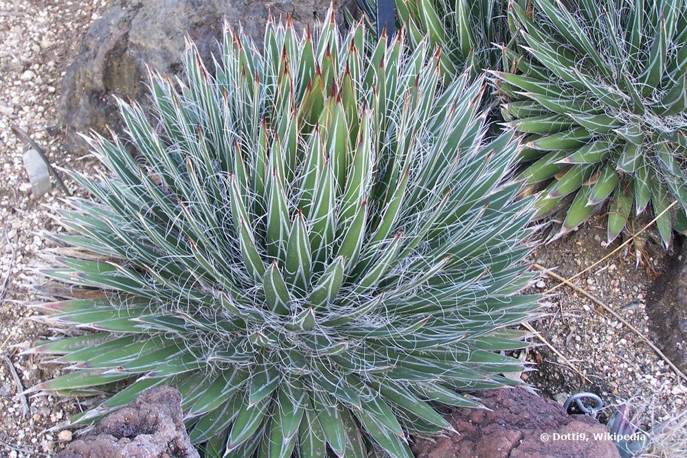 Agave filifera