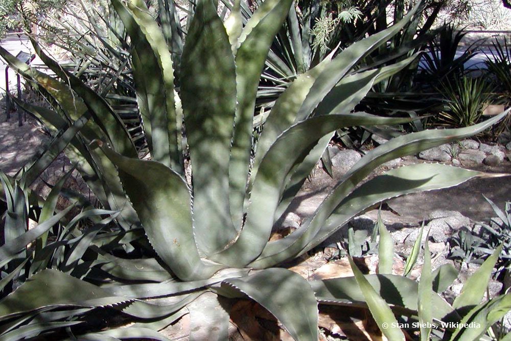 Agave inaequidens