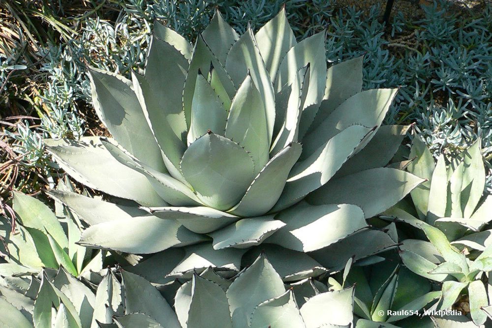 Agave parryi, Mescal-Agave