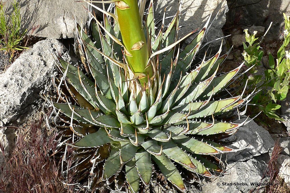 Agave utahensis