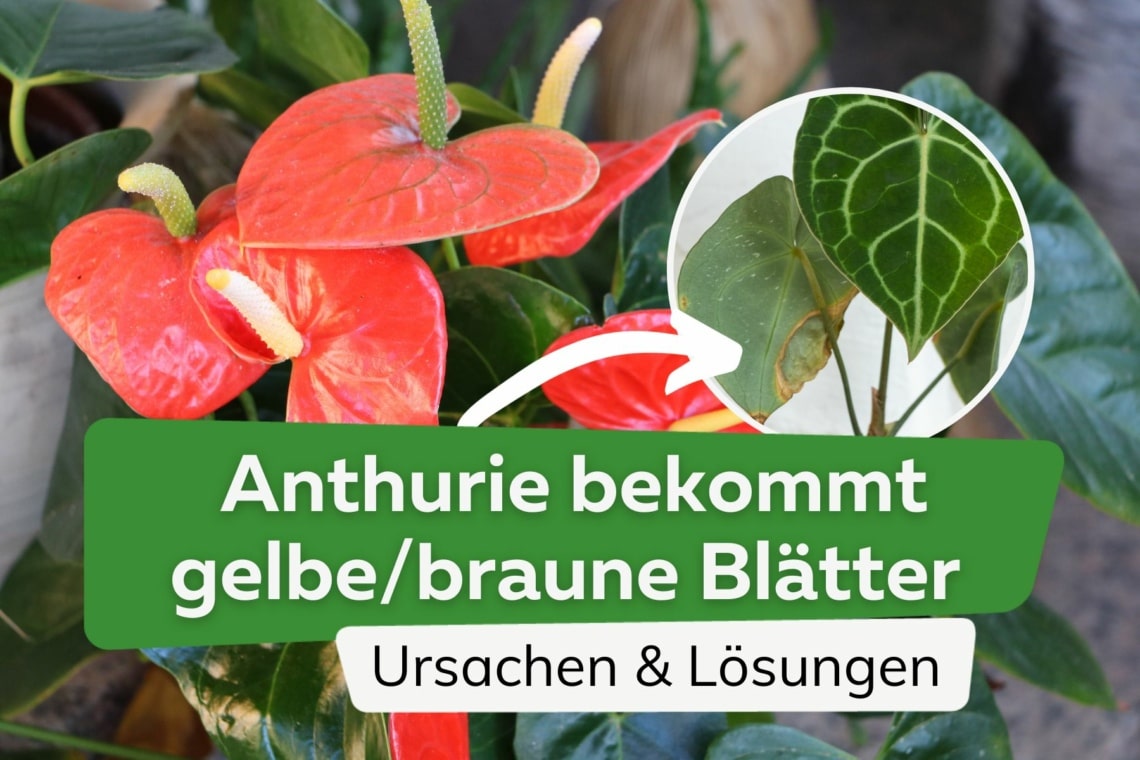 Anthurie bekommt gelbe/braune Blätter - was hat die Flamingoblume?