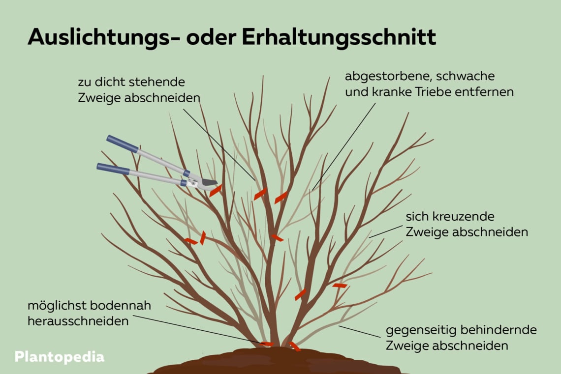 Auslichtungs-und Erhaltungsschnitt