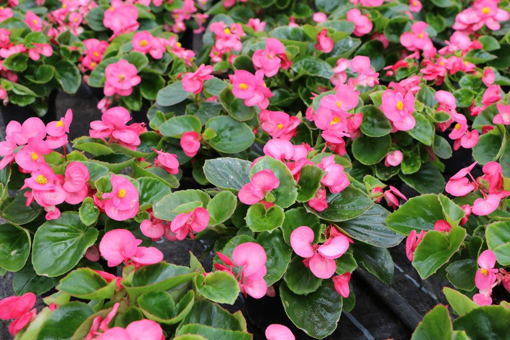 Begonia x semperflorens cultorum, Eisbegonie