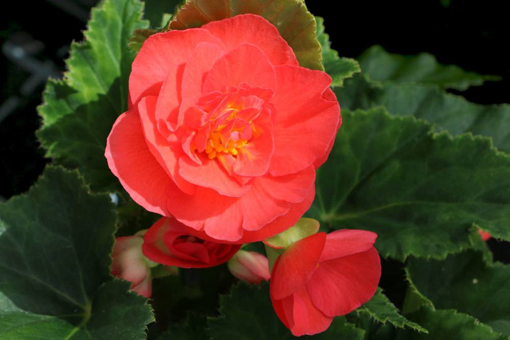 Begonia tuberhybrida, Knollenbegonien