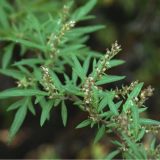 Beifuß (Artemisia vulgaris)