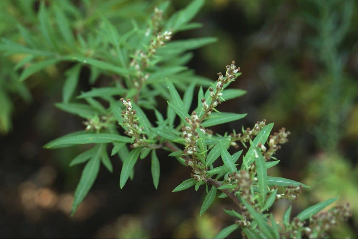 Beifuß (Artemisia vulgaris)