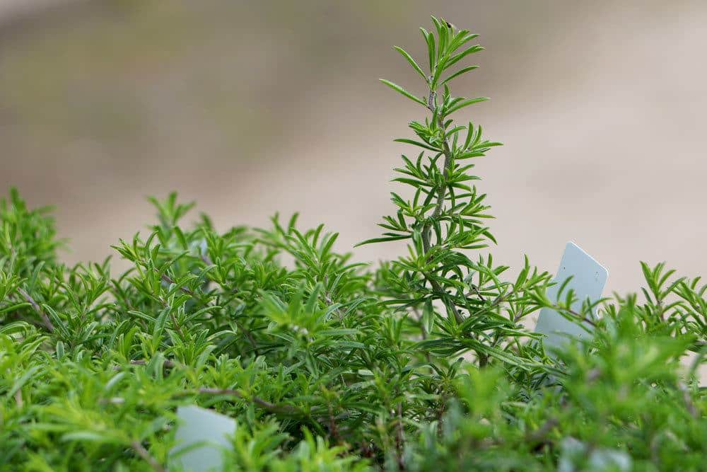 Bohnenkraut hat ein kräftiges Aroma