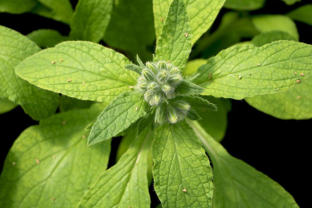 Borretsch, Borago officinalis