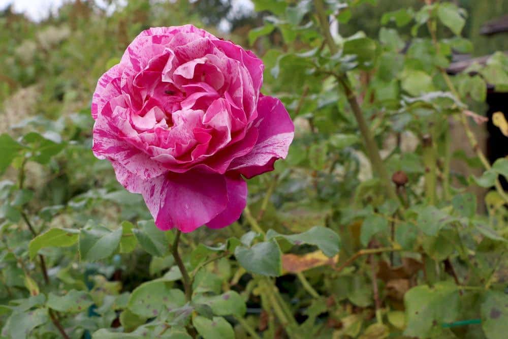 Rose im Gartenbeet