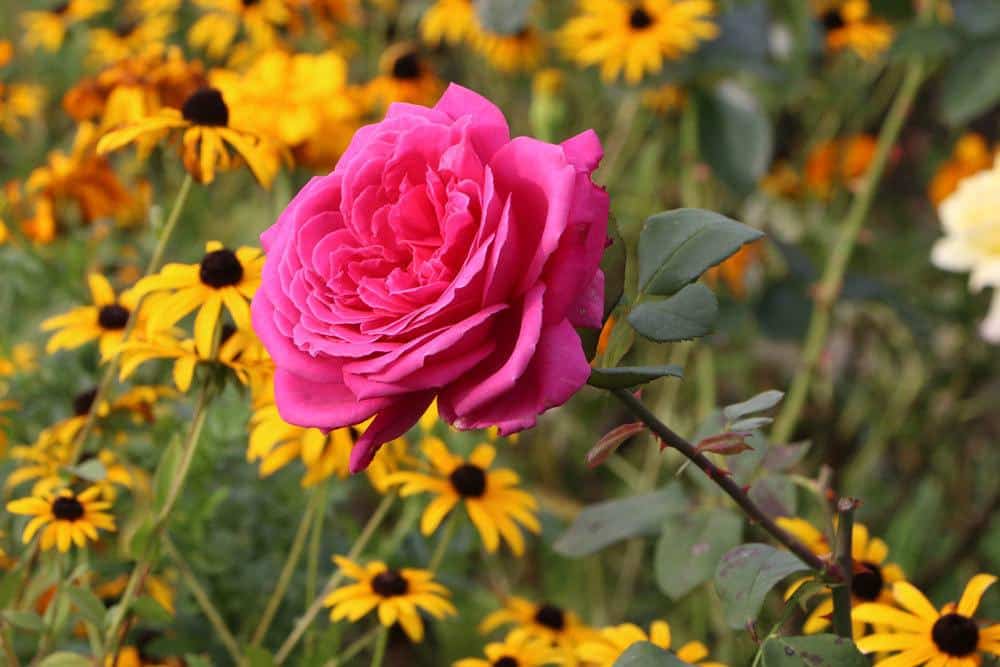 es gibt Hausmittel zur Schädlingsbekämpfung an Rosen